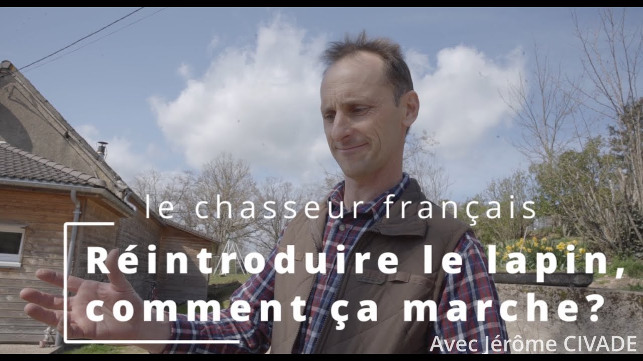 Réintroduire le lapin, comment ça marche