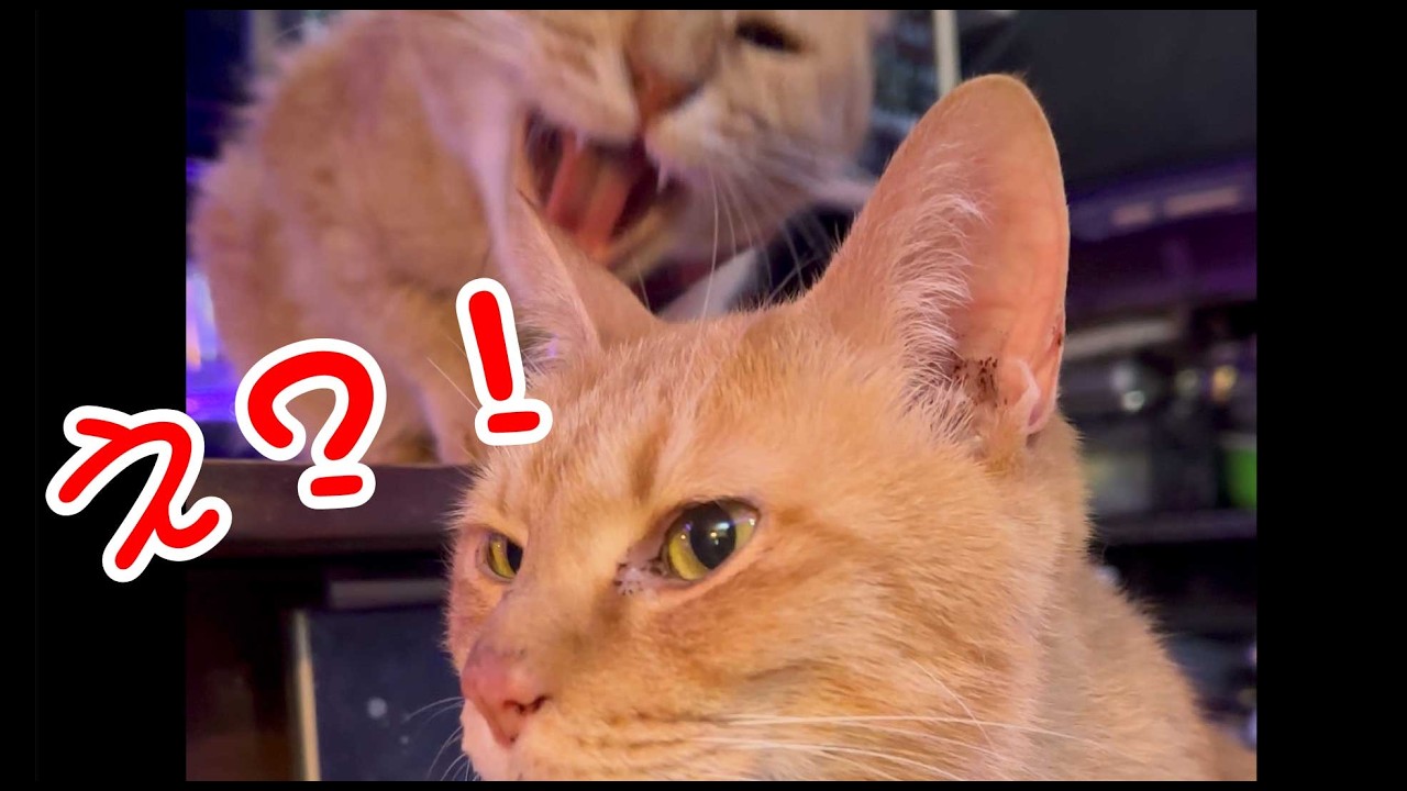 【下克上】猫店長の威厳崩壊！？反乱勃発？｜職業かわいい〜GONZOちゃんねる〜