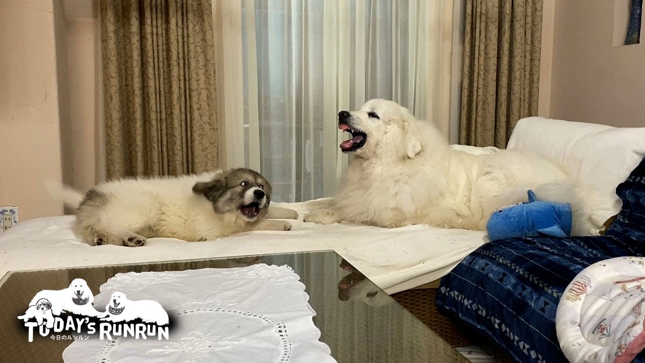 物怖じしない鉄のメンタルで吠えられてもどこ吹く風なベルです　Great Pyrenees　グレートピレニーズ