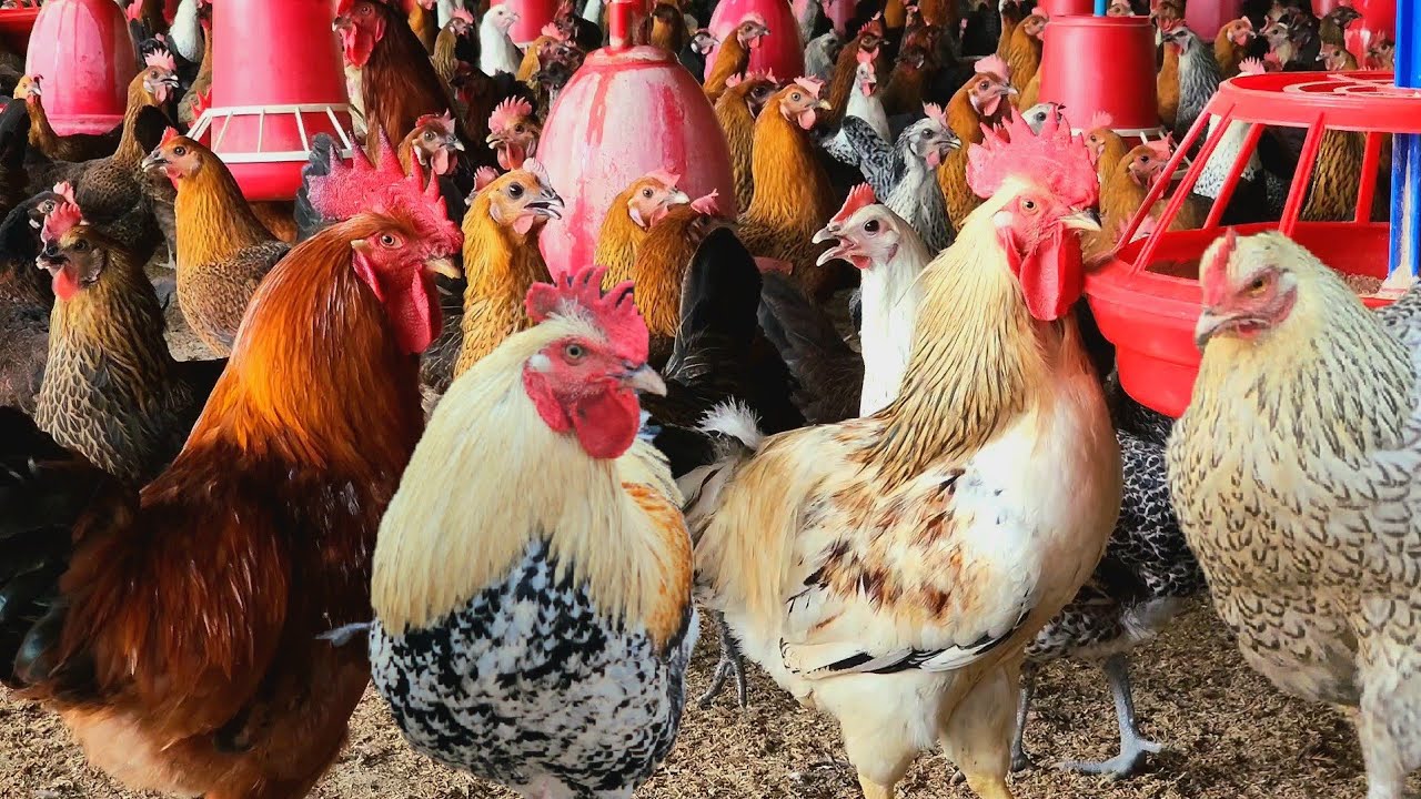 Better Season to Start Desi Poultry farming