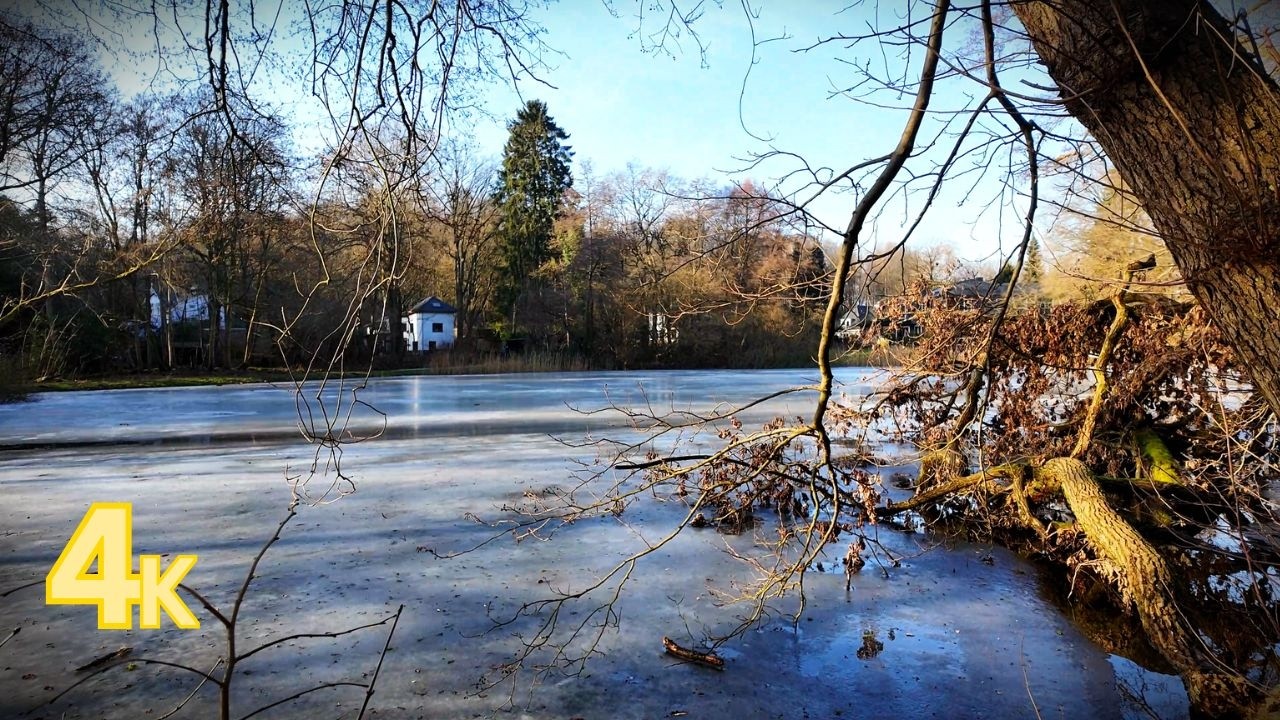 Silent Walk #7 – Bare Winter Forest & Birdsong | Peaceful Nature Walk