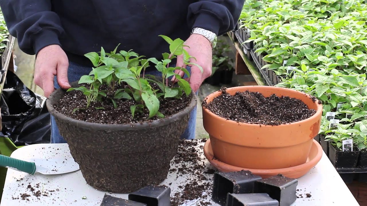 Fred Meyer -- 5 Tips for Your Fuchsia Baskets