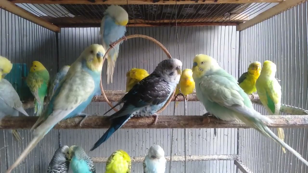 🕊️ Periquitos Cantando – Pequena Pausa Relaxante 13 Minutos