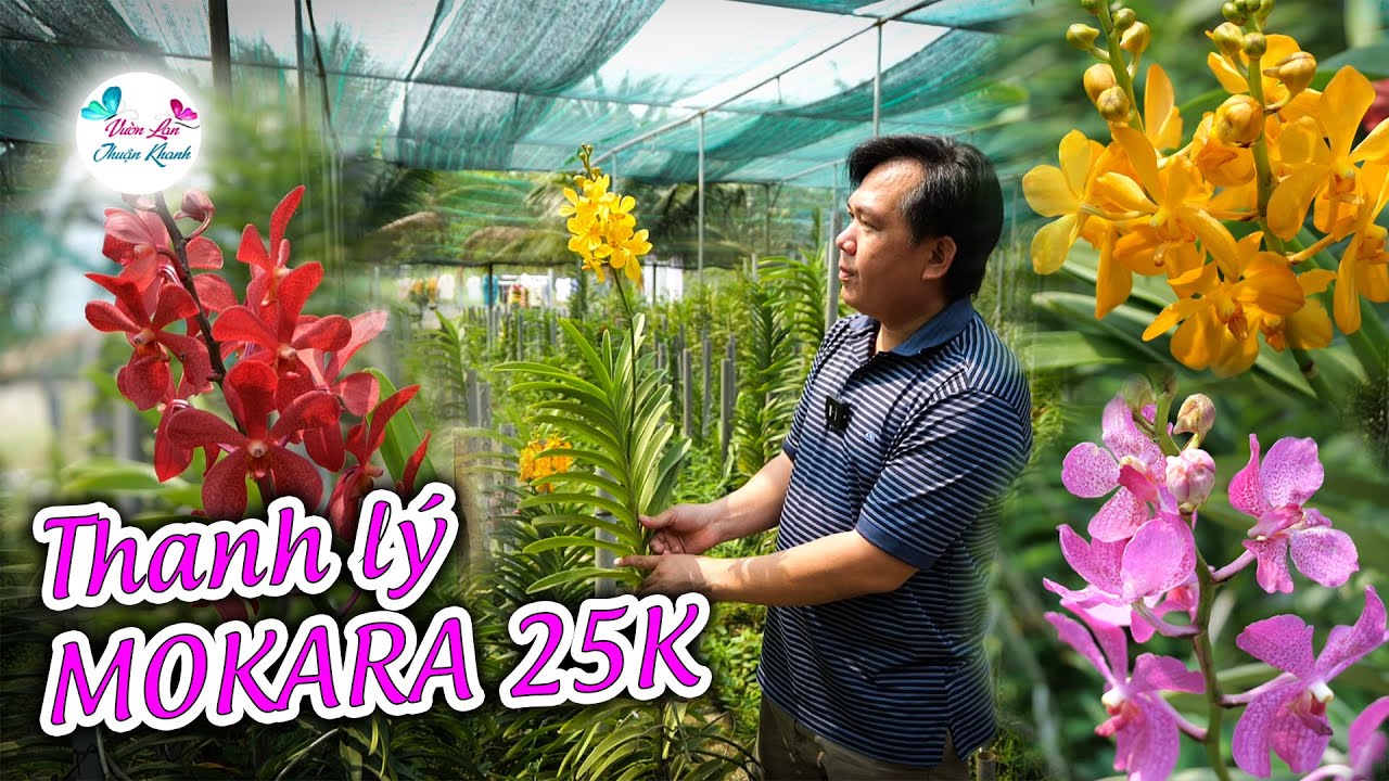 THANH L&Yacute; VƯỜN MOKARA GI&Aacute; 25K  [ĐT: 0907869818- 0799111966]