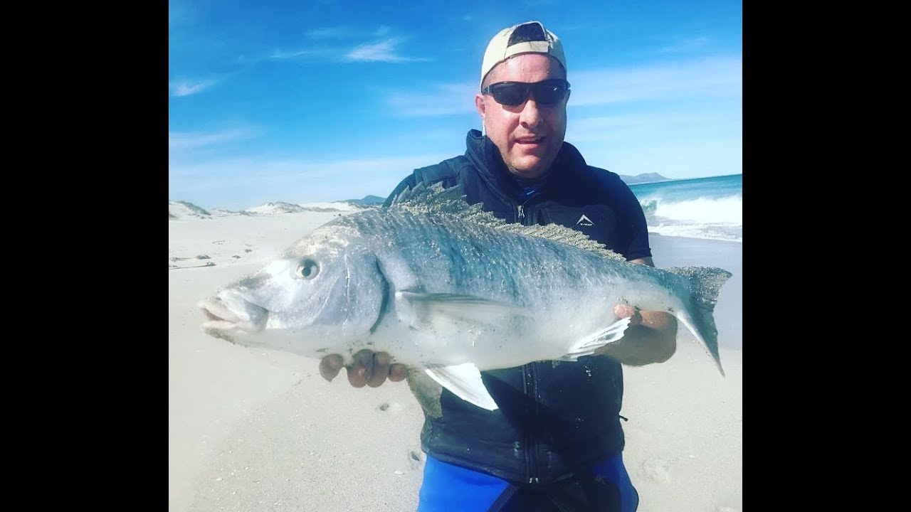 Epic White Steenbras action on Hermanus beach