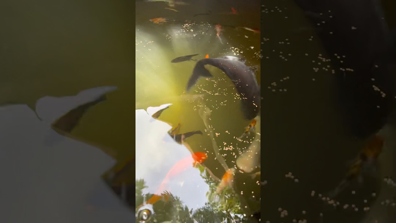 They float. You relax. Everyone wins 🧘🐟