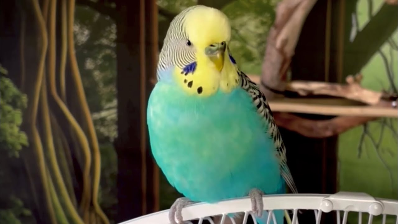 The Sweetest Talking Bird 