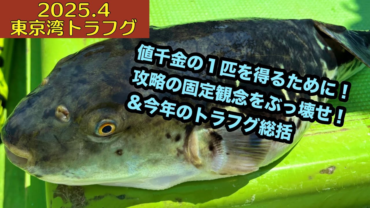 【2025 4】東京湾トラフグ！絶対に負けられない戦いがそこにある！