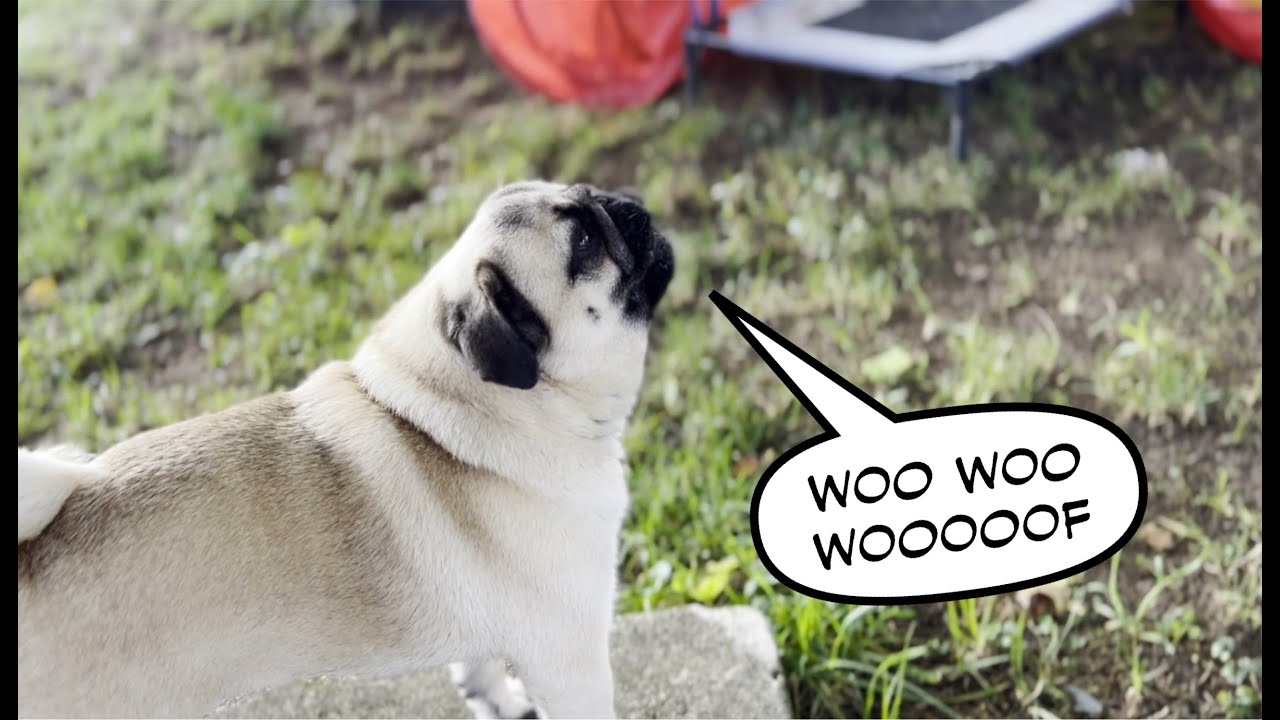 Howling Pug Henry
