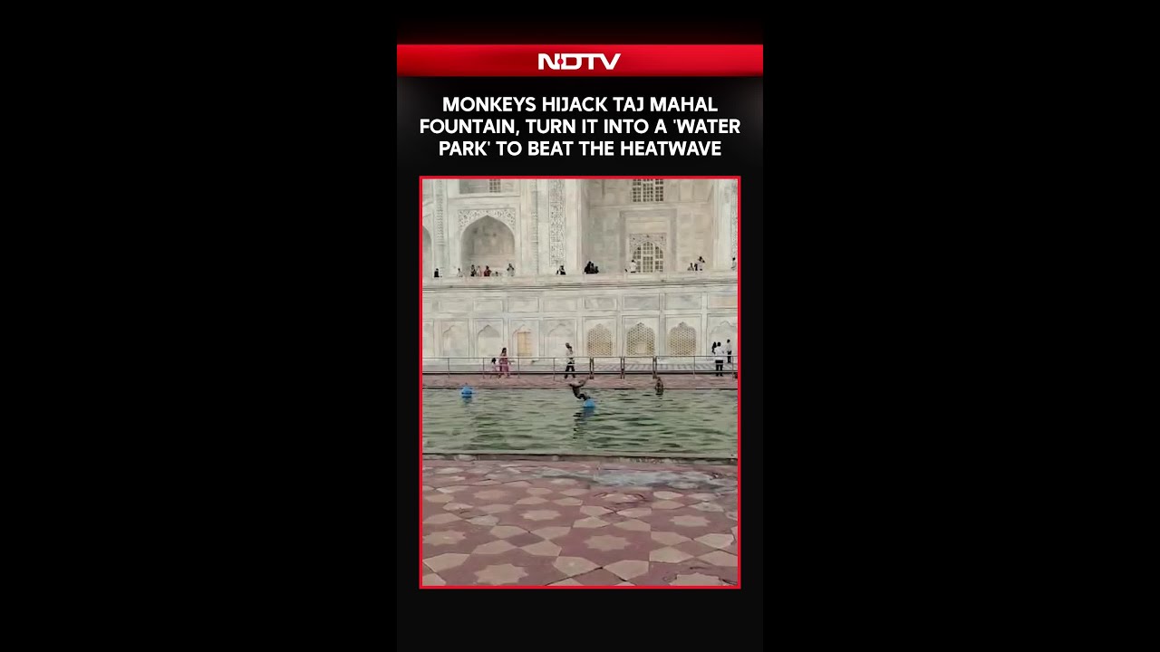 Uttar Pradesh News | Monkeys Hijack Taj Mahal's Fountain, Turn It Into A Water Park To Beat The Heat