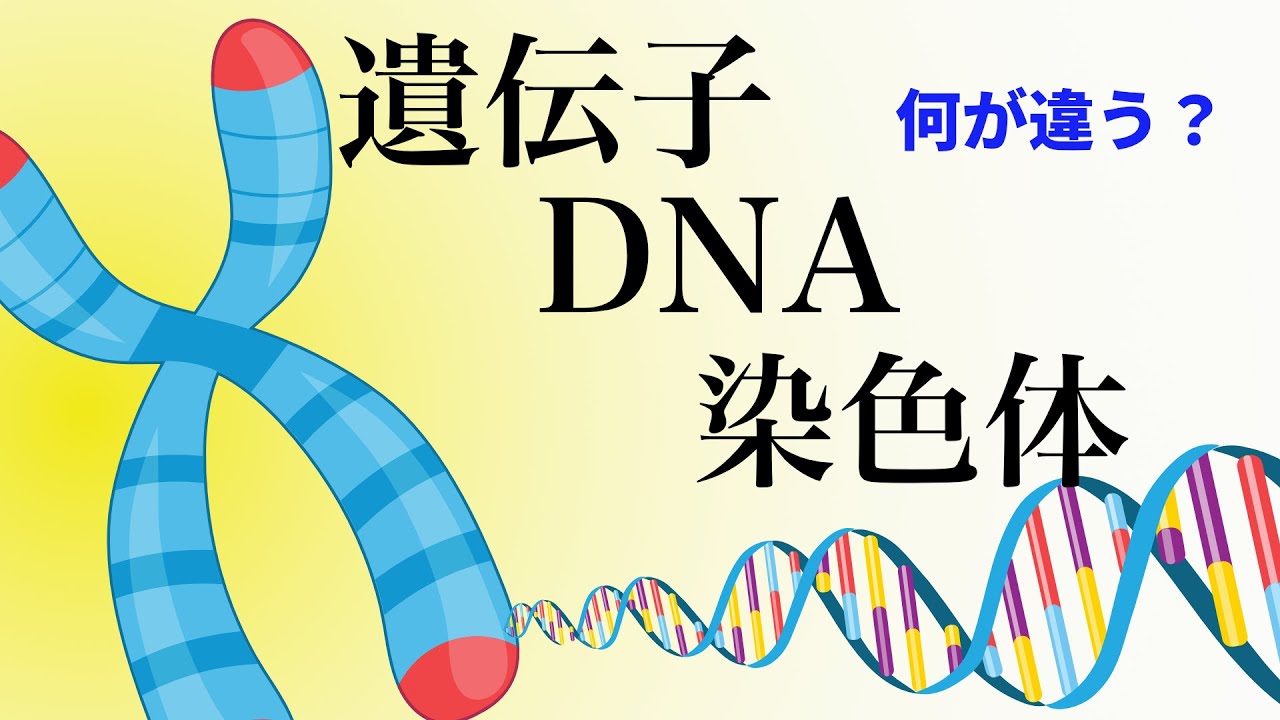 17【出生前診断①】DNA・染色体・遺伝子とは