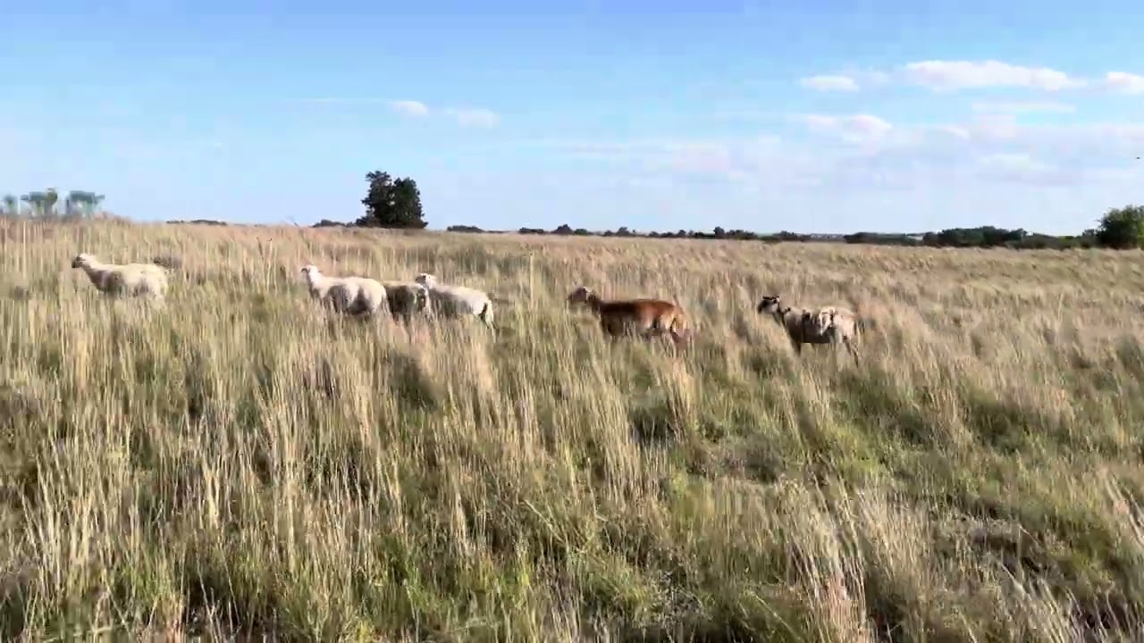 Shepherdess Report | Yearling Australian White Ewe Shedding Off GREAT & Small But Exciting Things