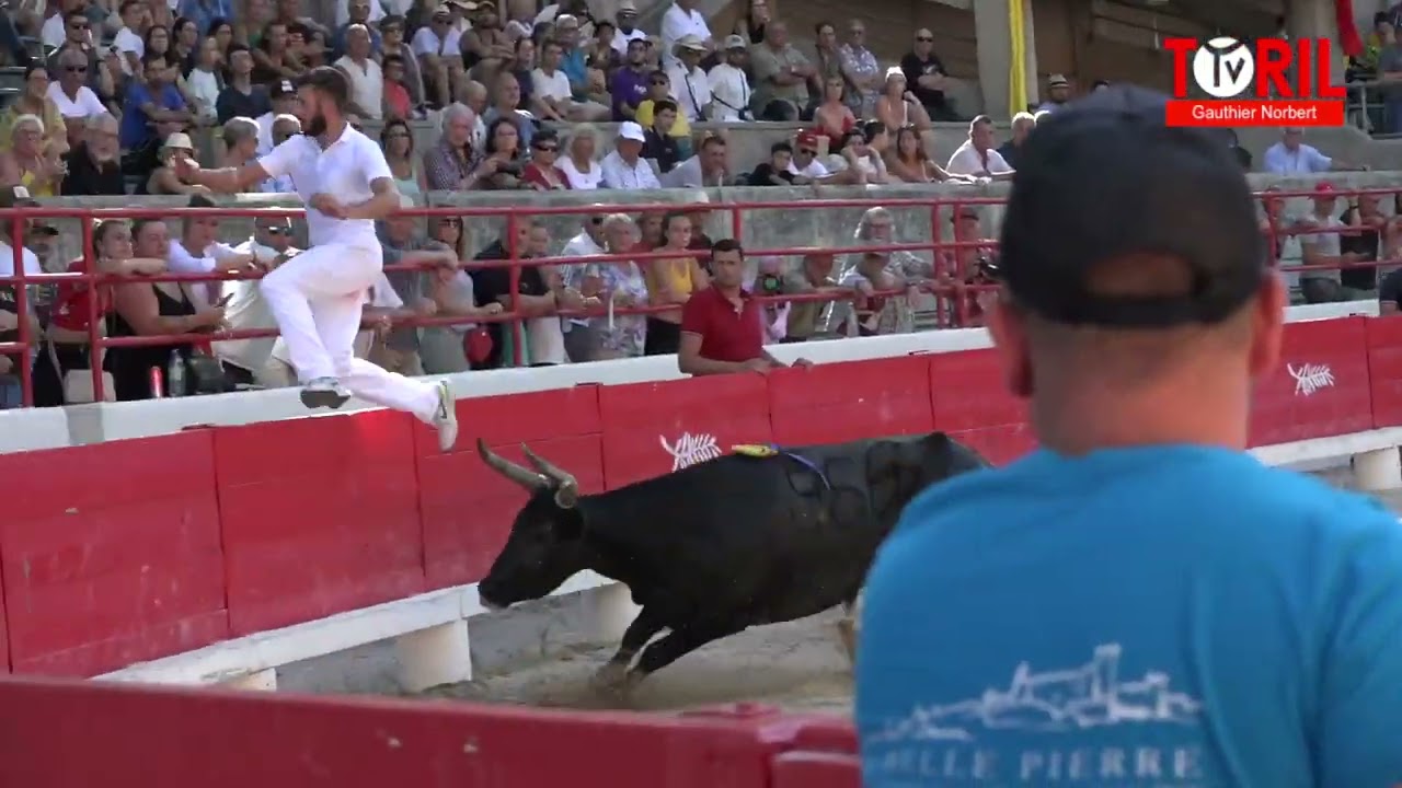 BEAUCAIRE 24 juillet 2022 - Course Camarguaise. 2&egrave;me journ&eacute;e Palme d'or