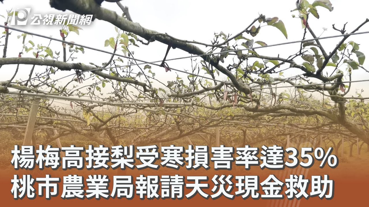 楊梅高接梨受寒損害率達35% 桃市農業局報請天災現金救助｜20260304 公視午間新聞