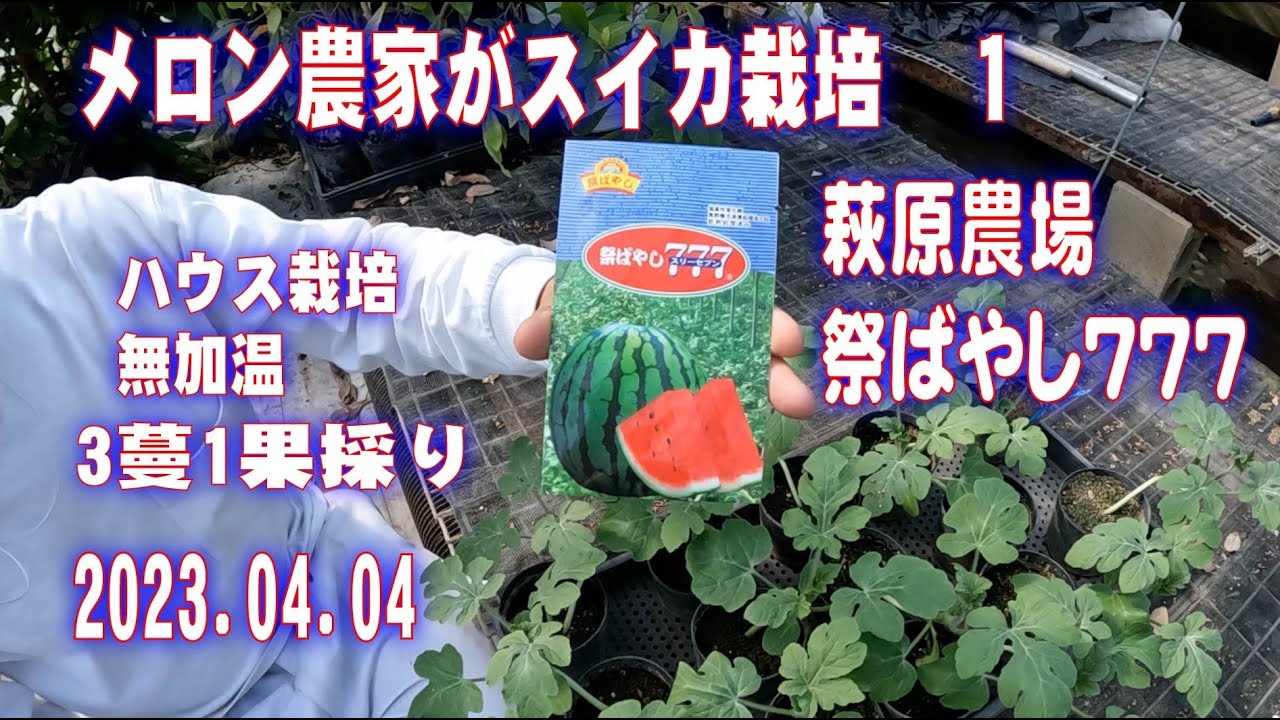 メロン農家のスイカ栽培　1　無加温　実生　ハウス栽培