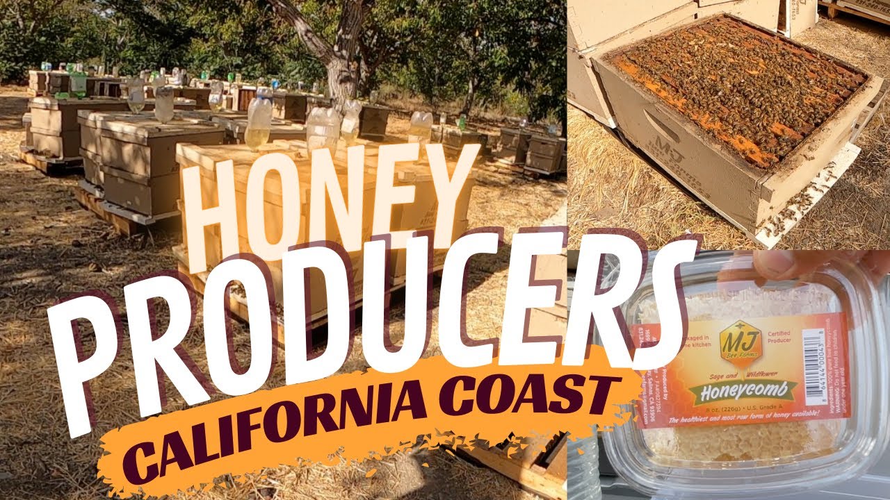 California Coast Honey Producer - Bees heading into Winter - MJ Bee Farms