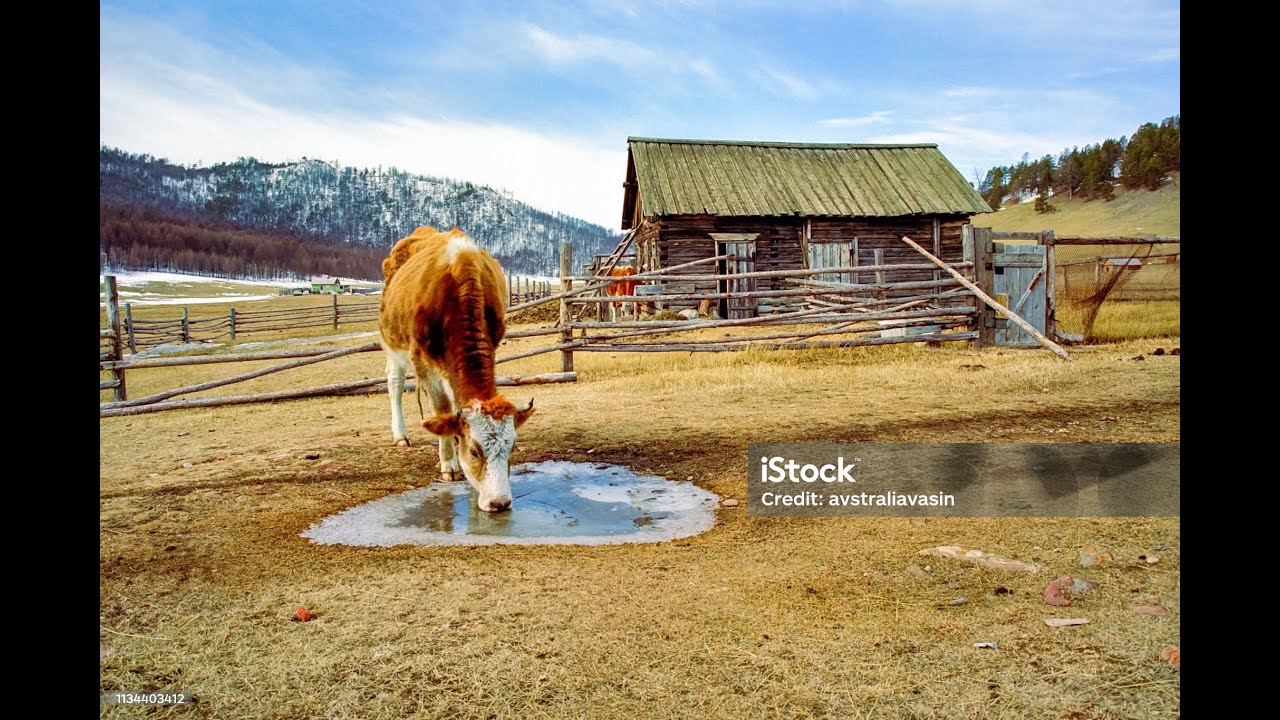 Как напоить водой коров зимой? теплой?! а як же воші??