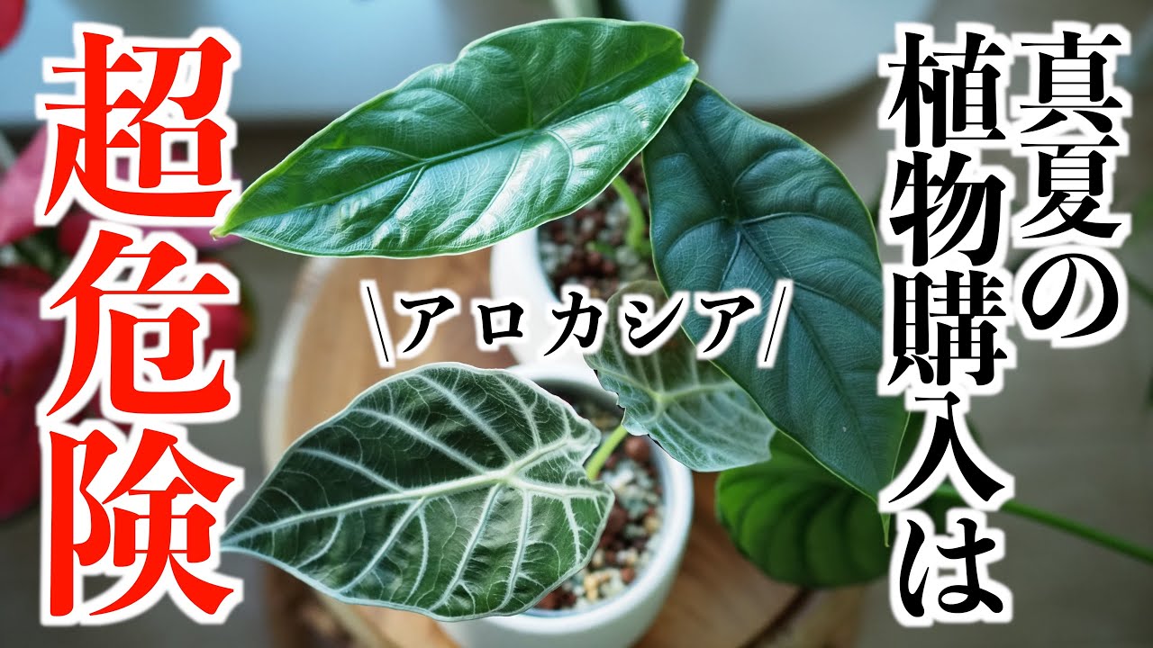 【アロカシア購入】植欲が抑えられず、真夏の園芸のタブーを冒してしまう変態｜観葉植物｜アロイド