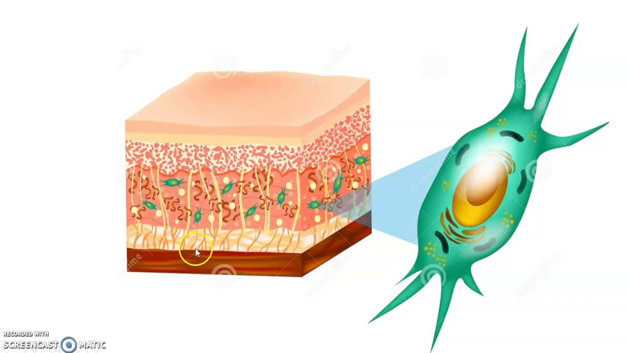 capsule matrice extracellulaire