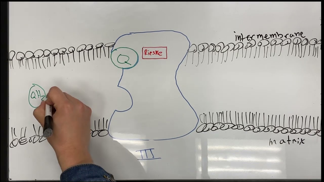 The Q Cycle and the Electron Transport Chain in Mitochondria