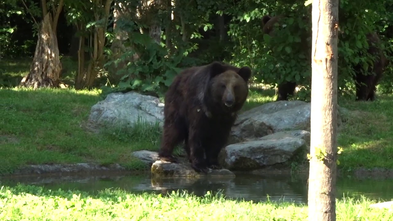 Bär und Wolf in Gemeinschaftshaltung im Tierpark Bern