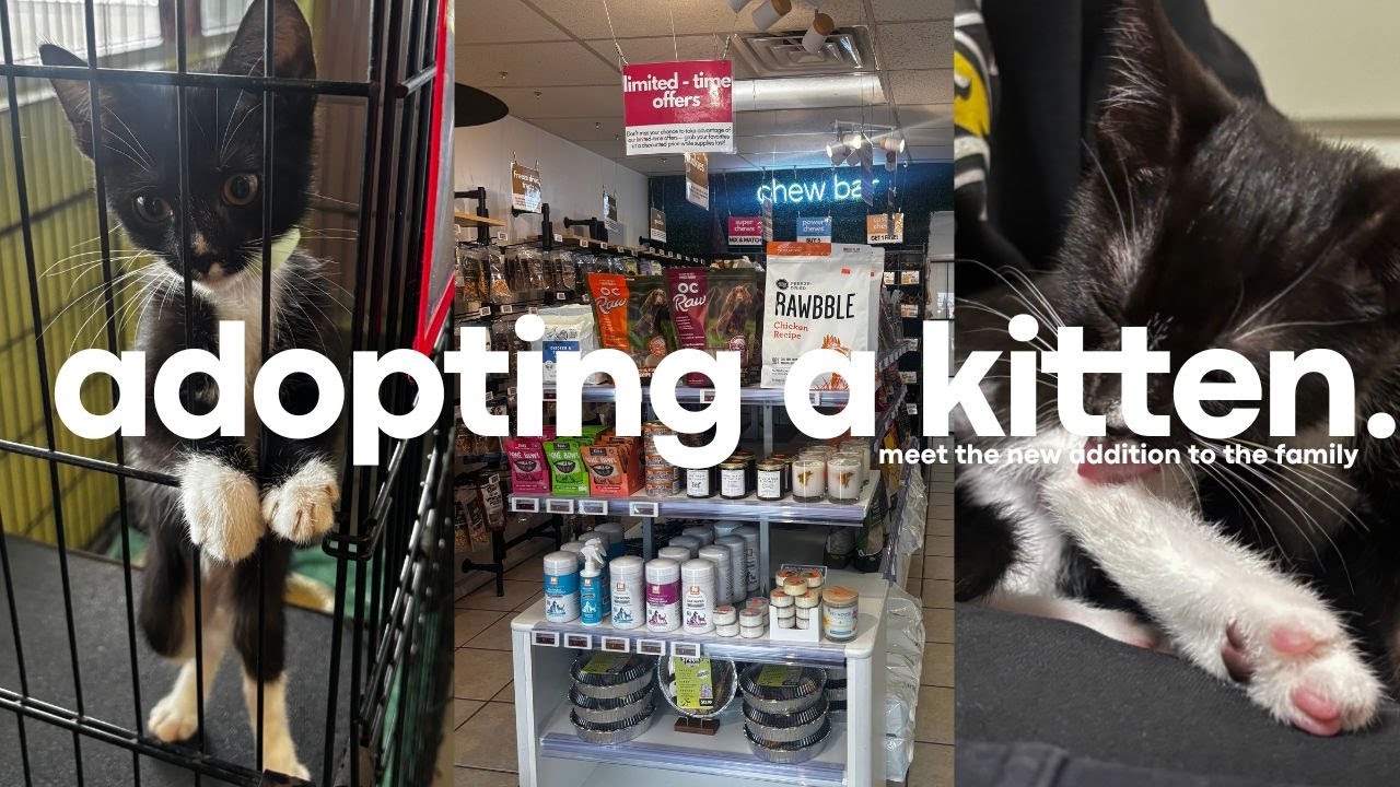 🥺 I ADOPTED A KITTEN | SHOPPING HAUL, ADOPTING, FIRST 24HRS