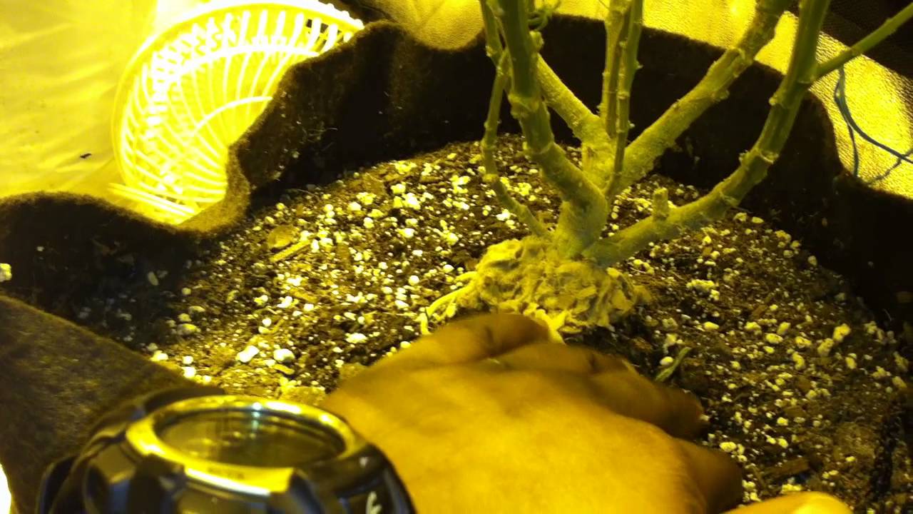 Veg & wk4,day 33, Flower update