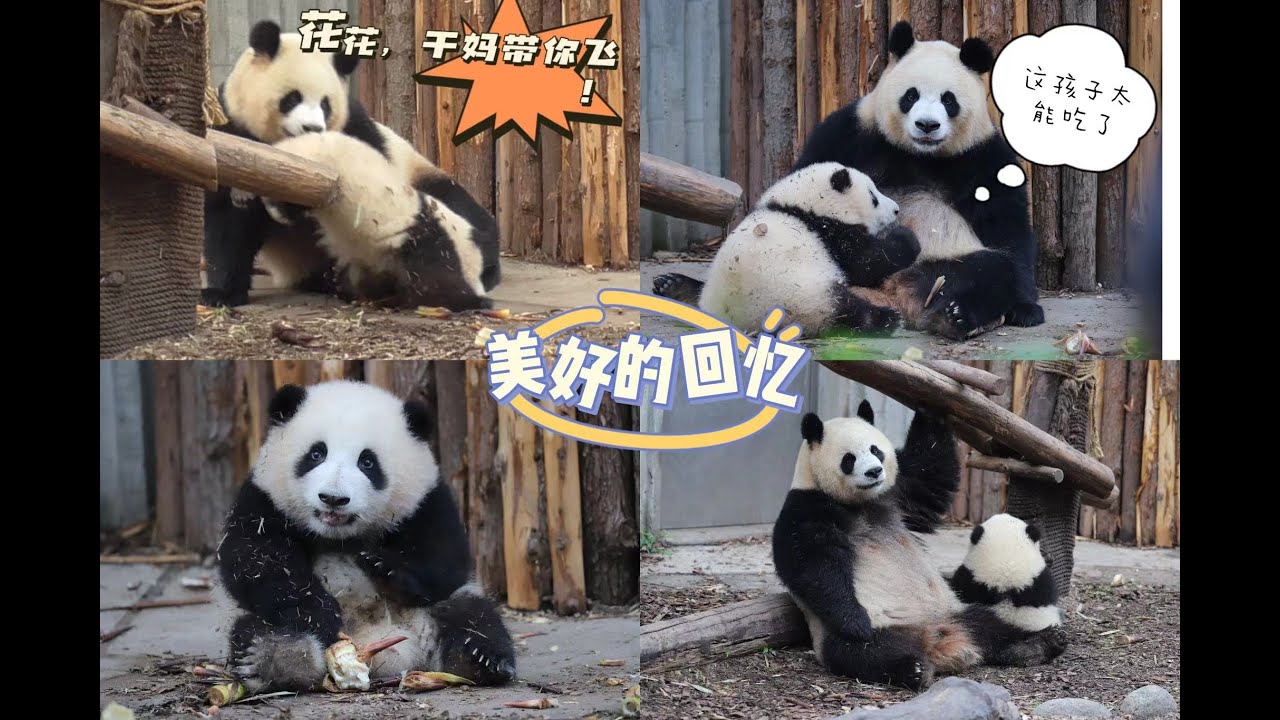 Panda 和花：花花和园润第一天出外场，既温馨又搞笑，结尾有彩蛋哦