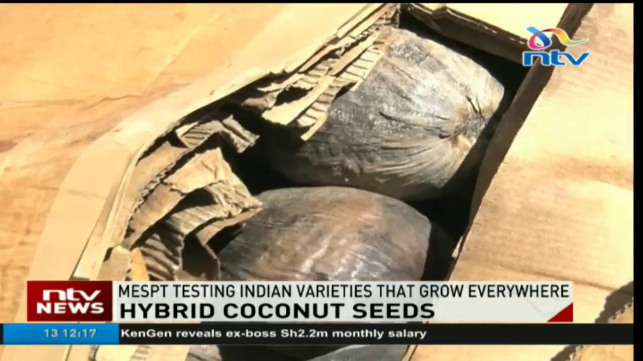 MESPT testing Indian coconut varieties that grow everywhere