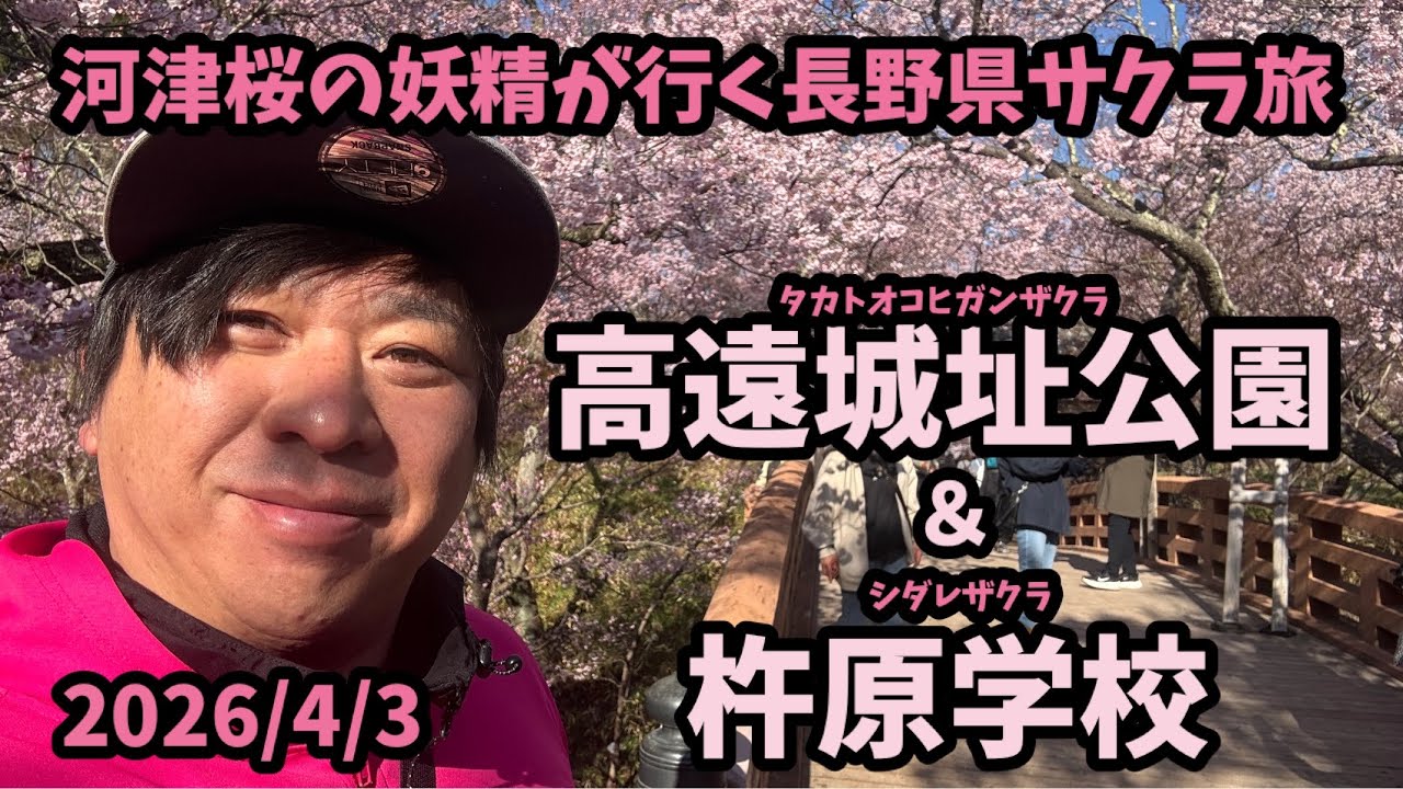 【2026桜満開】 4/3 高遠城址公園&杵原学校 長野県桜ツーリング　タカトオコヒガンザクラ　シダレザクラ　河津桜の妖精　アンバサダー