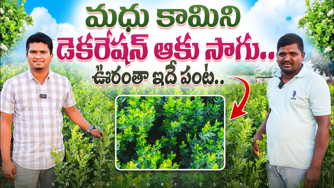 Madhu Kamini Decoration Leaf Farming | మధు కామిని డెకరేషన్ ఆకు సాగు | Shiva Agri Clinic