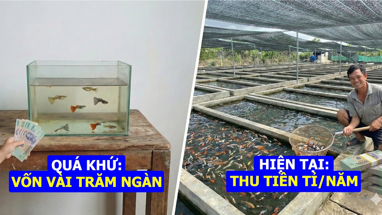 Biến Bể Cá Nhỏ Thành Trại Cá Bảy Màu Quy Mô Quy Trình Nuôi Thả Tự Nhiên   THU TIỀN TỶ, Vốn Cực Ít