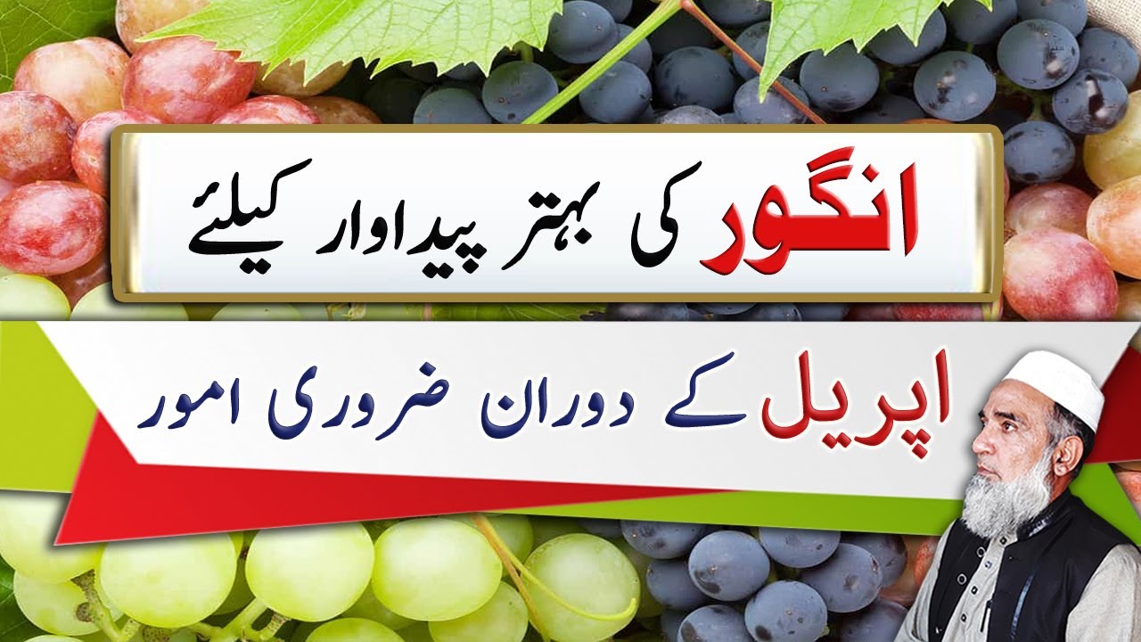 Important instructions for Grapes in the month of April || Crop Reformer