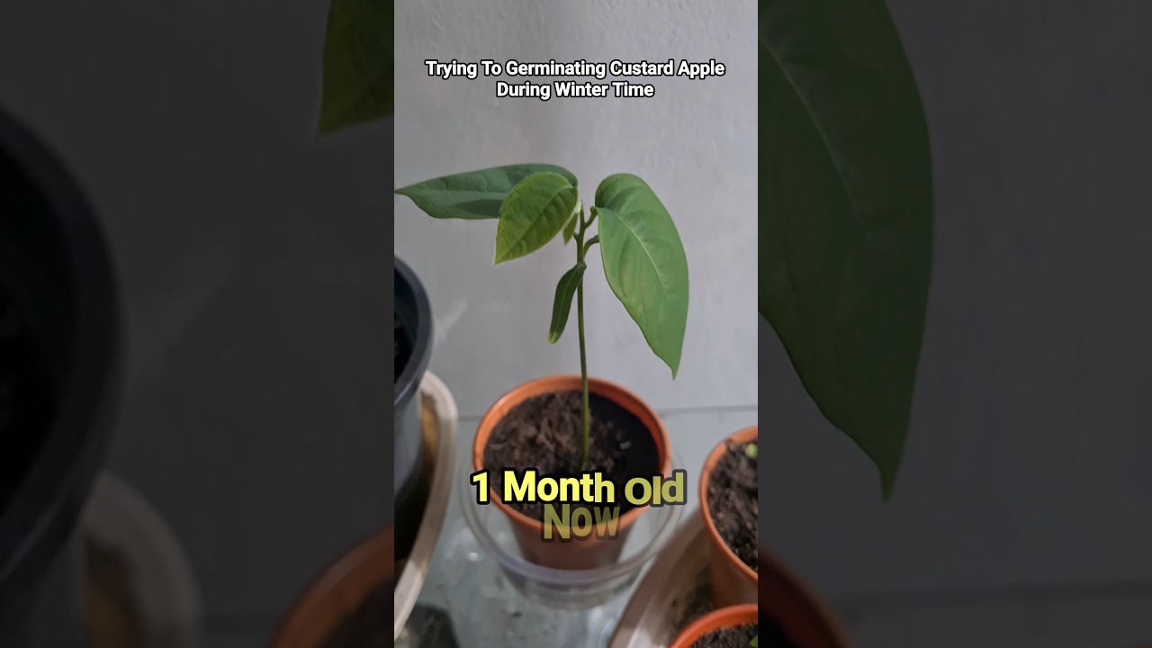 1 Month Old: Growing Custard Apple From Seed #gardening