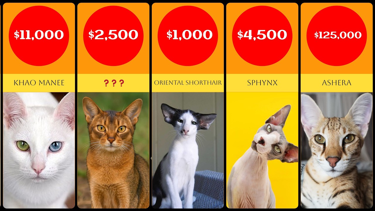 Top 50 Most Expensive Cats in the World| Expensive Cat Breeds #cat #cats #datacomparison
