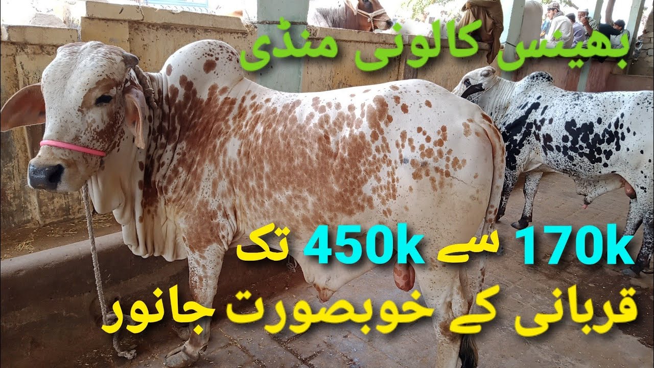 Bhains Colony Farm Ka Khubsurat Maal price Update 170K-450K. Karachi Allrounder.