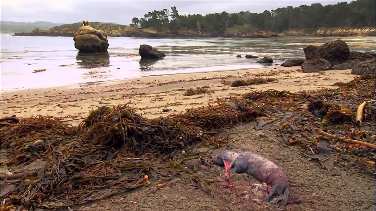 The Animal World :  California Wilderness Region