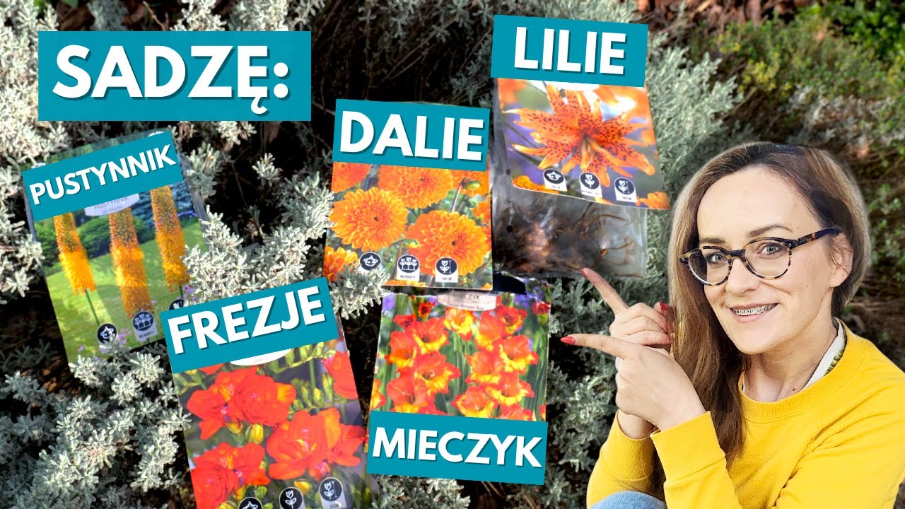 Najważniejsze zasady sadzenia Dalii Lilii Frezji Mieczyków Pustynnika w Twoim Ogrodzie