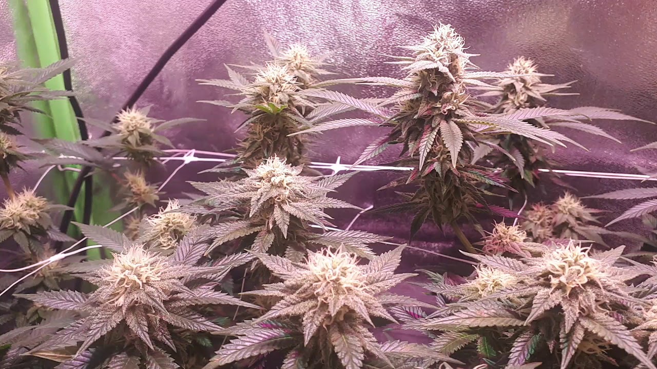 C99 & GC Grow amazon Cob Led 400w