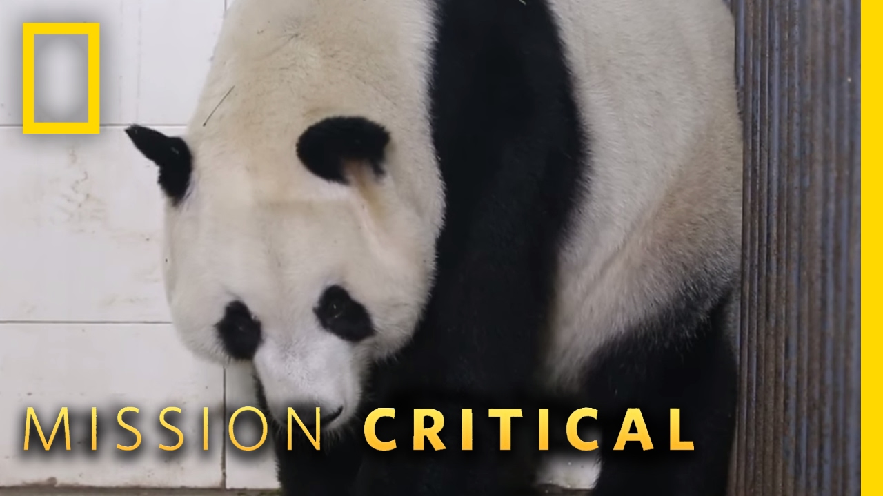 A Miracle Baby | Mission Critical
