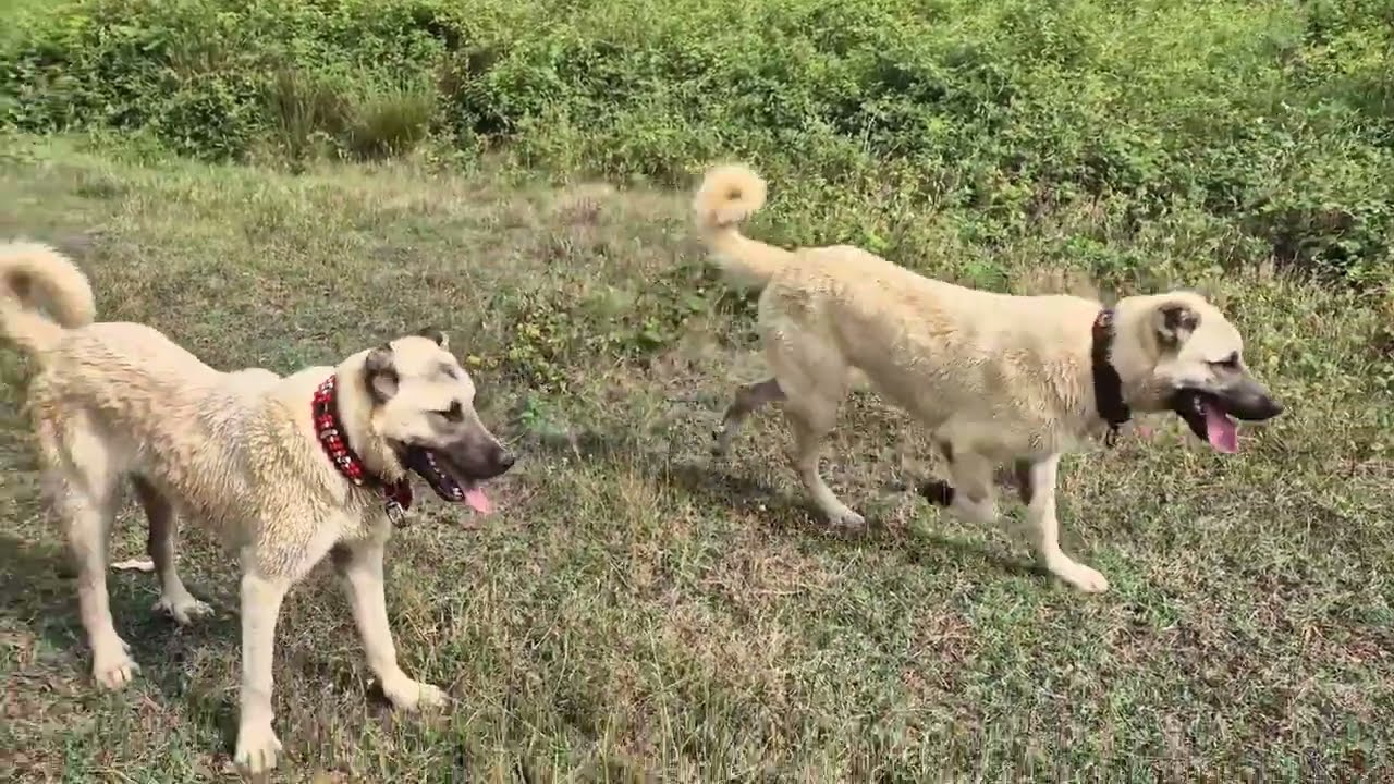 KARA MAMBA SEN EFSANE OLACAKSIN - ORMANDAKİ KÖPEKLERİN SAYISI ARTIYOR
