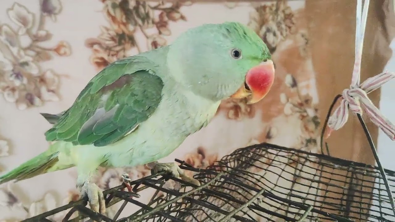 #parrot#🦜🦜🦜💐training viral video Mitthu #Mitthu main Mitthu#🙏🙏💐🦜🦜🦜💐🙏🙏