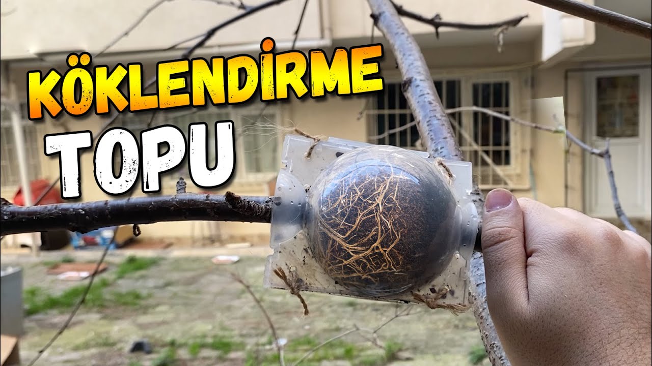 Bu Topla Dalında Köklendirme Çok Kolay