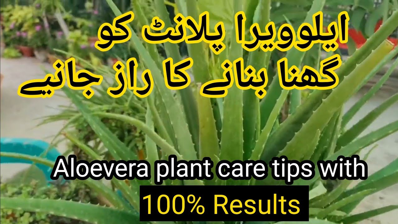 Secret to grow thick Aloevera leaves|Aloevera plant care|aloe vera plant lagane ka tarika!