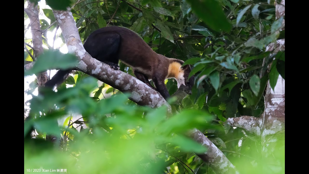 Yellow-throated Marten in Malaysia sub-montane forest Oct2023