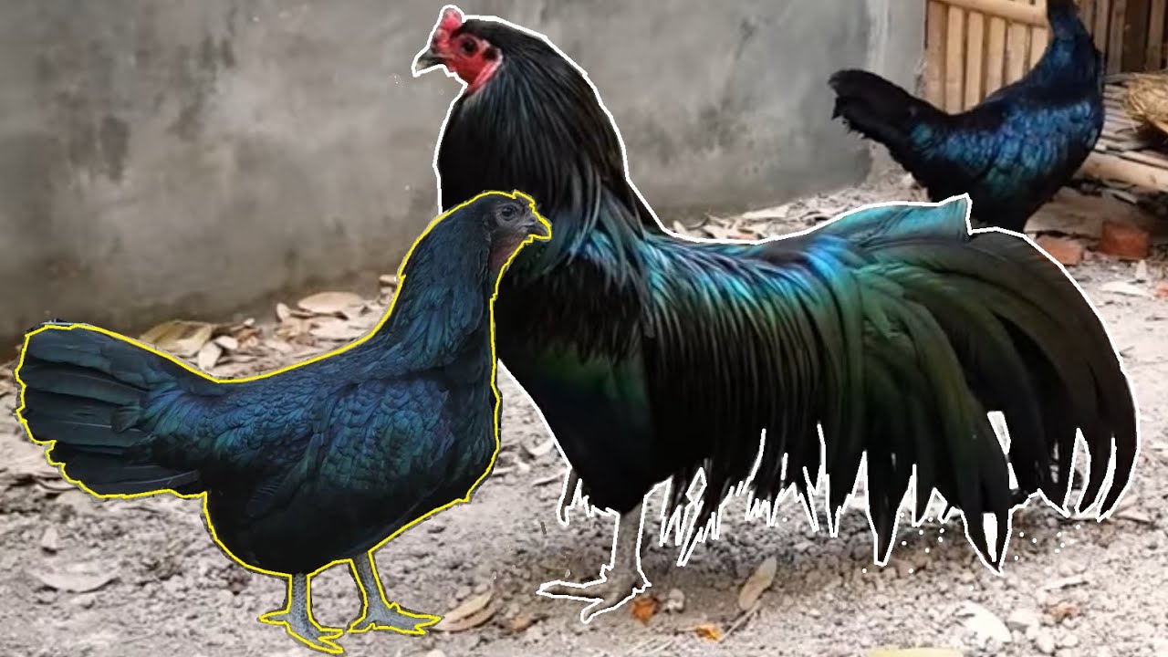 Galinha de Sumatra  - História, variedades e características