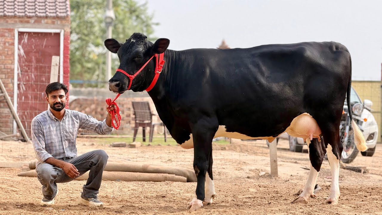 6 High Quality Cows Available at Jashan Dairy Farm || All India Delivery 
