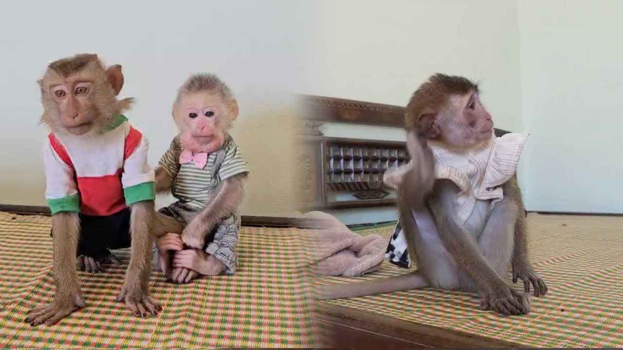 Wygląda na to, że Nahu Monkey nie lubi bawić się z Lambo i Bi Monkey...