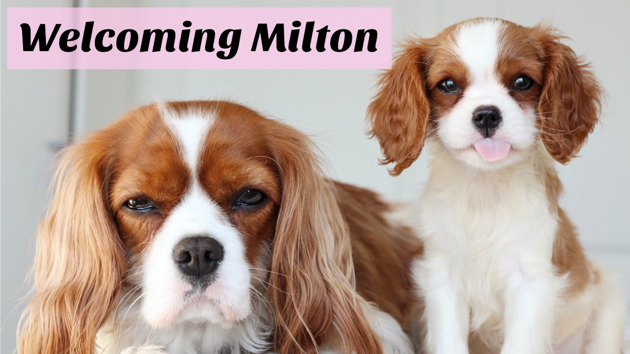 Welcoming Milton | Cavalier King Charles Spaniel puppy | Herky the Cavalier