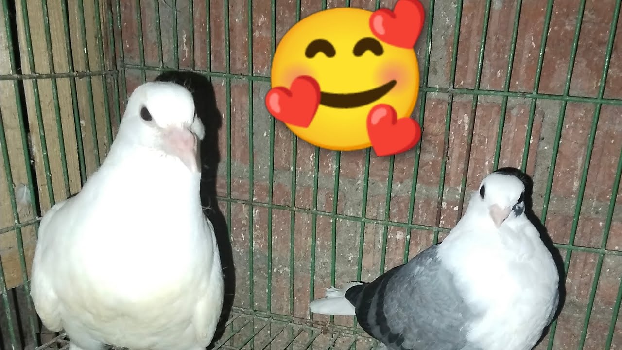 عرض🥳 مجموعة 🕊️ زغاليل للبيع 💃 للتواصل ٠١١٥٢١٩٦٧٠٠ عاشق الطيور 🕊️#pigeon 